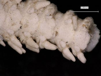 Media type: image; Invertebrate Zoology OPH-1159